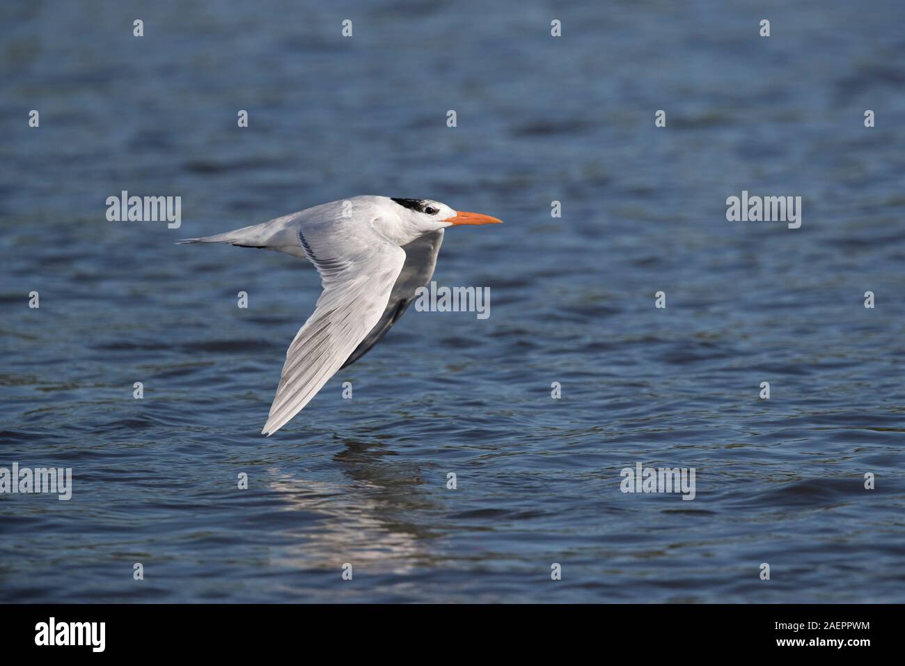 Royal Tern (Thalasseus maximus) at the Pacific Ocean at Monterrico, Guatemala Stock Photo