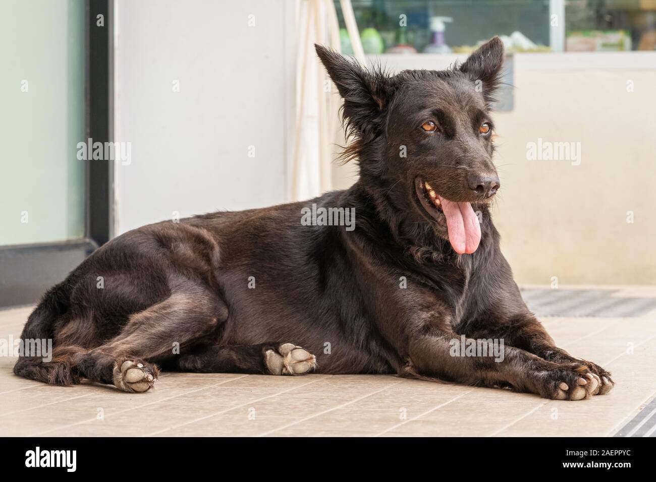 Black gray dog mutt is suffering from the heat on the street in the city. He stuck his tongue out from the heat. close up Stock Photo