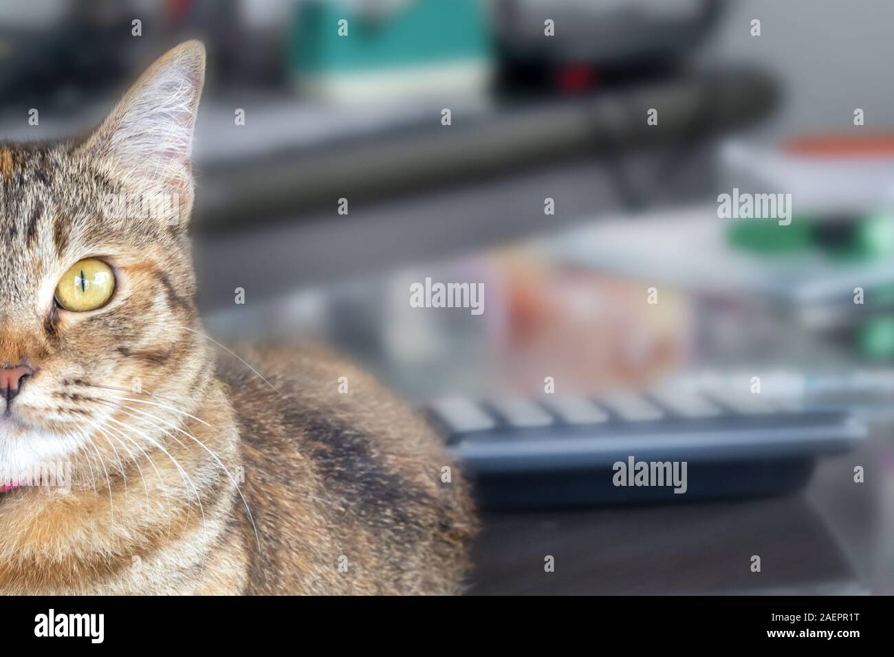 gray adult cute cat looks surprised with big eyes. close up sitting on a Desk in the office Stock Photo