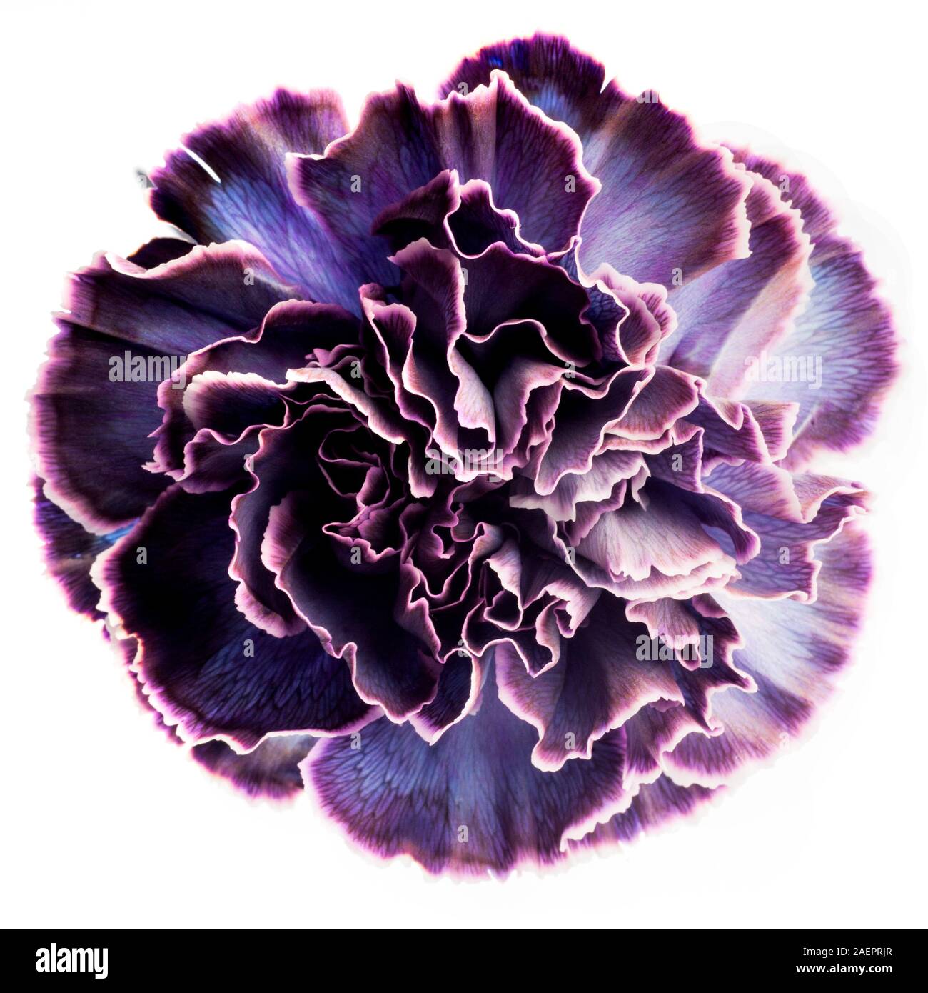 Purple carnations online