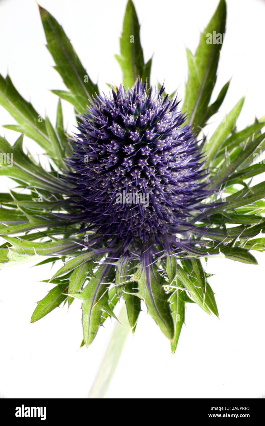 Thistle flower isolated on white background. Arty, bright green and