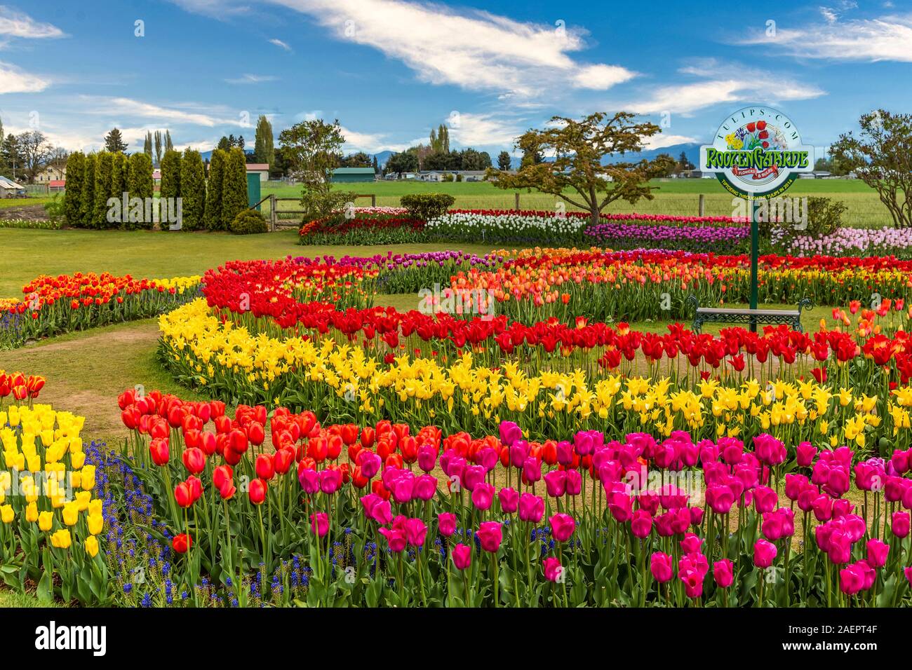 Tulip gardens at the Roozengaarde display Gardens near Mount Vernon