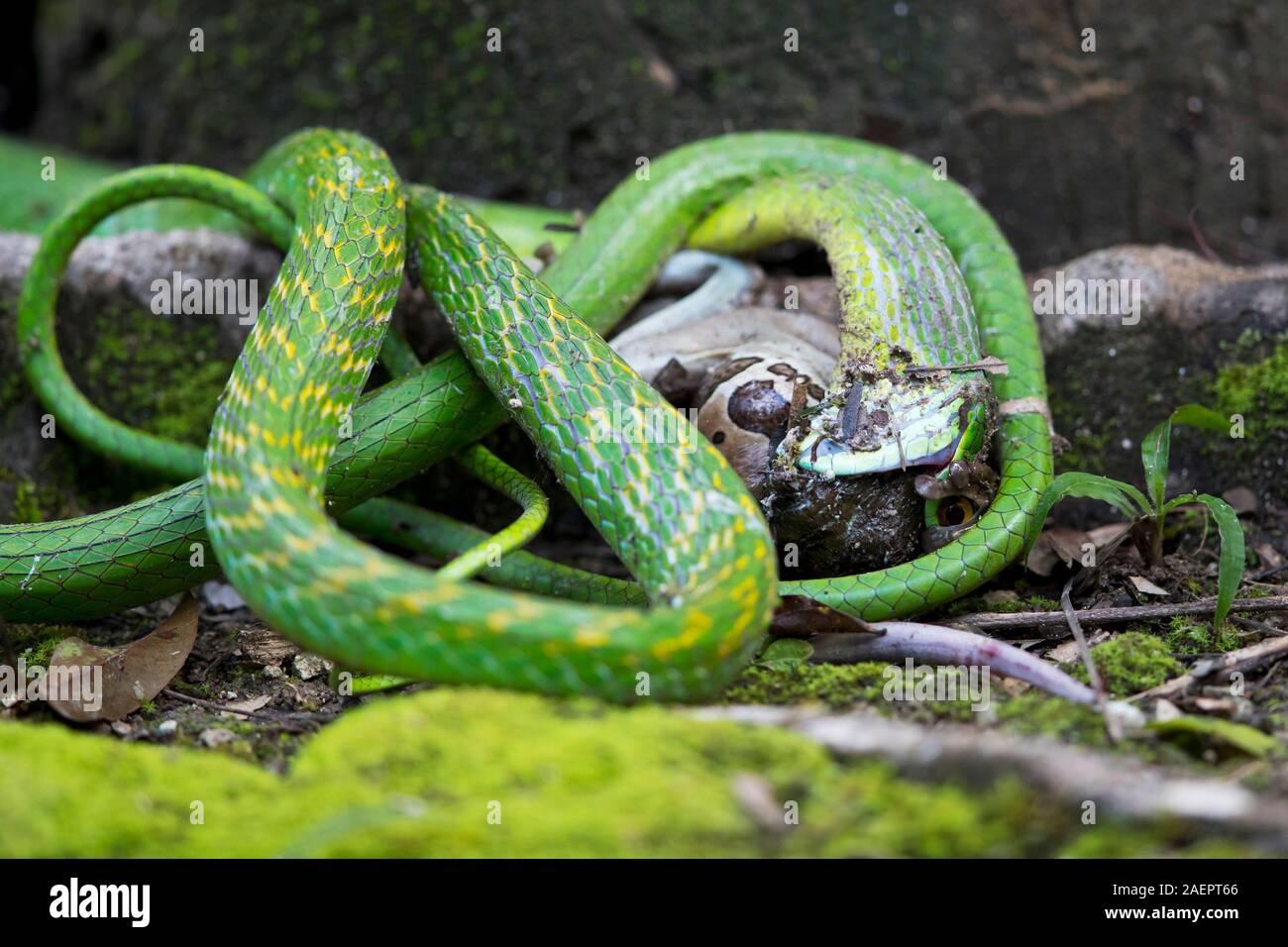 Parrot Snake Leptophis Ahaetulla High Resolution Stock Photography and ...