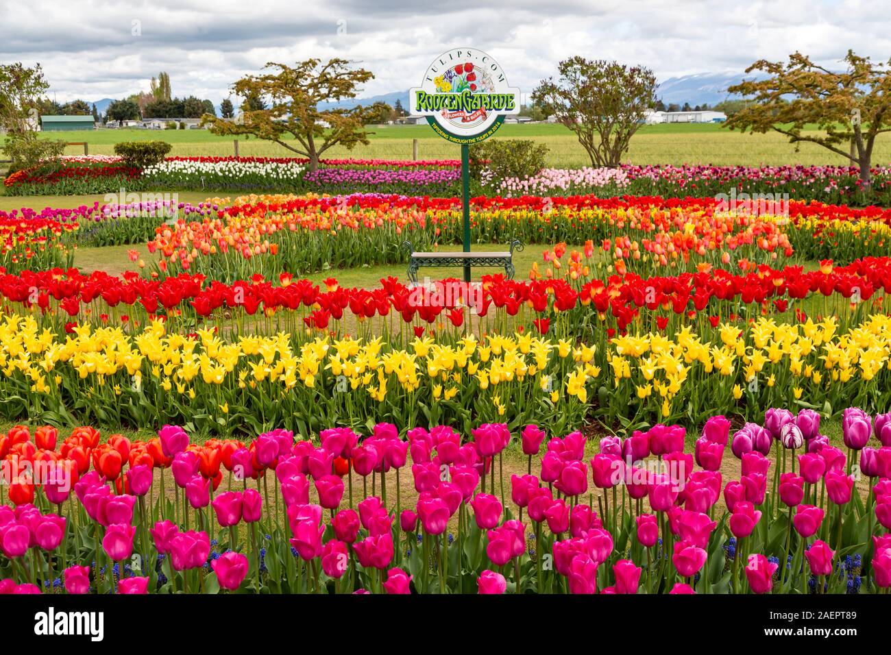 Tulip gardens at the Roozengaarde display Gardens near Mount Vernon