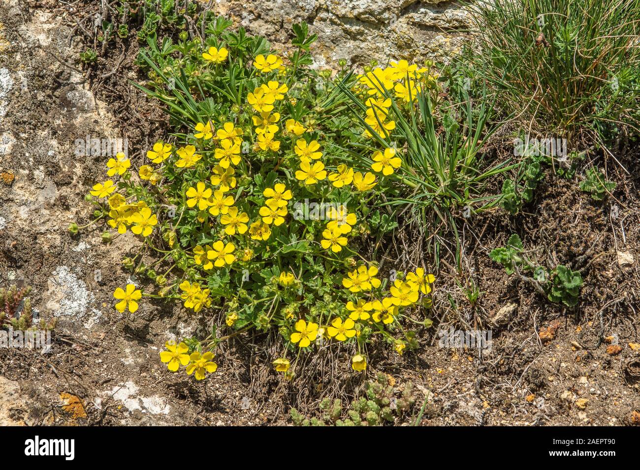 Frühlingsfingerkraut (Potentilla neumanniana) Spring Cinquefoil • Baden-Württemberg; Deutschland Stock Photo