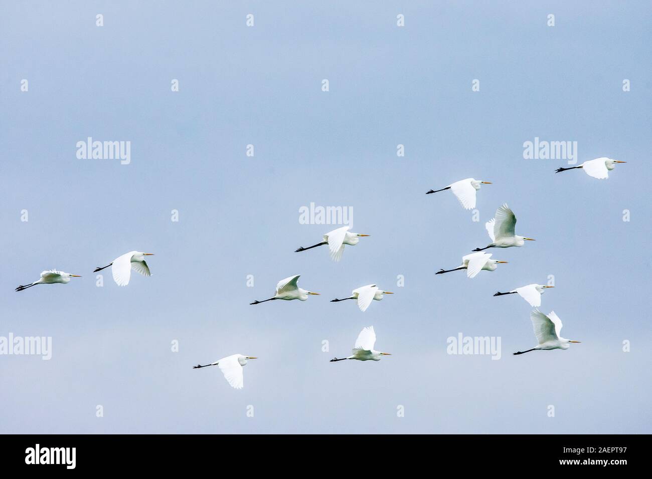 Silberreiher (Egretta alba) White Egret • Bayern, Deutschland Stock Photo