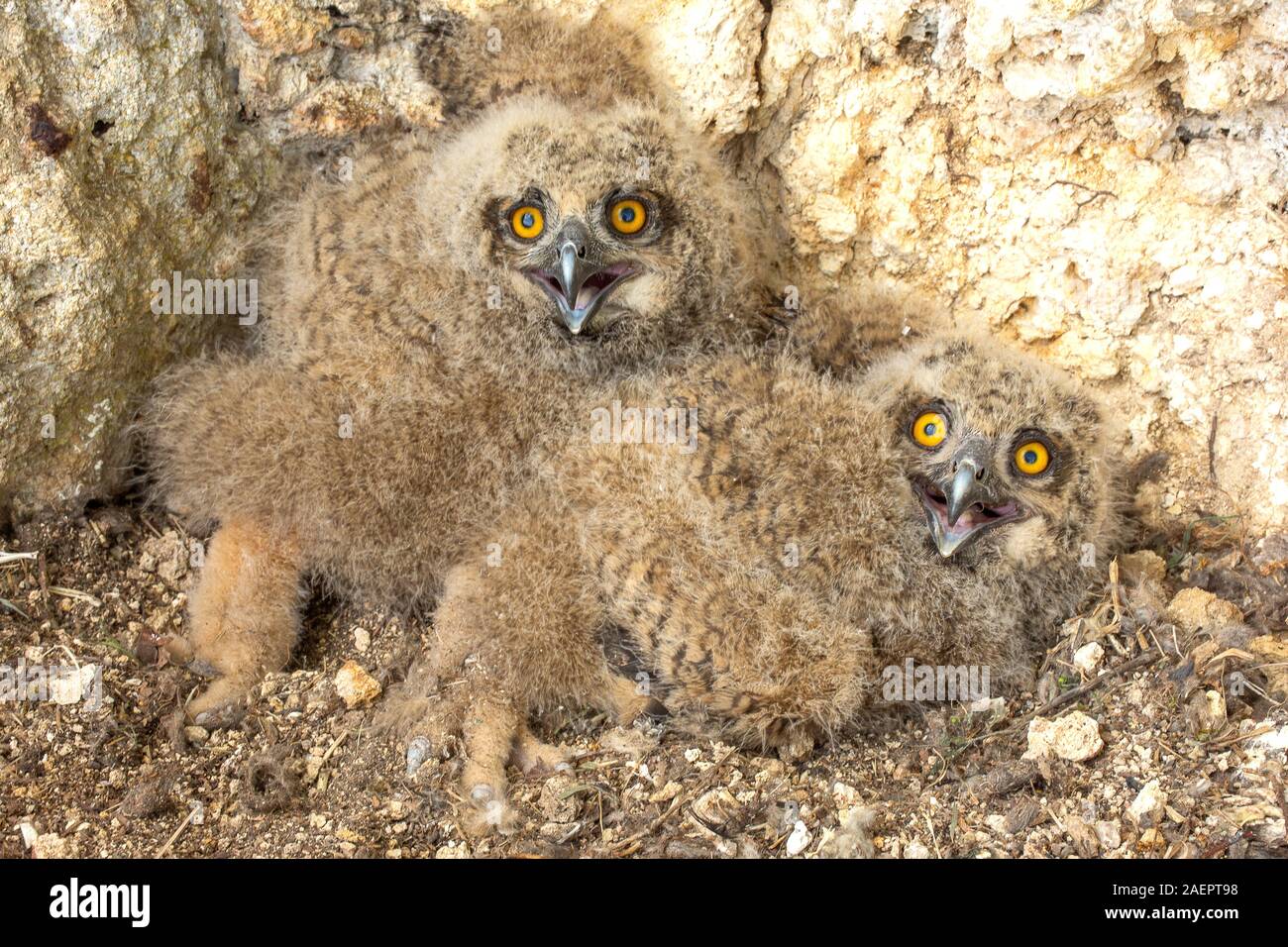 Uhus hi-res stock photography and images - Alamy