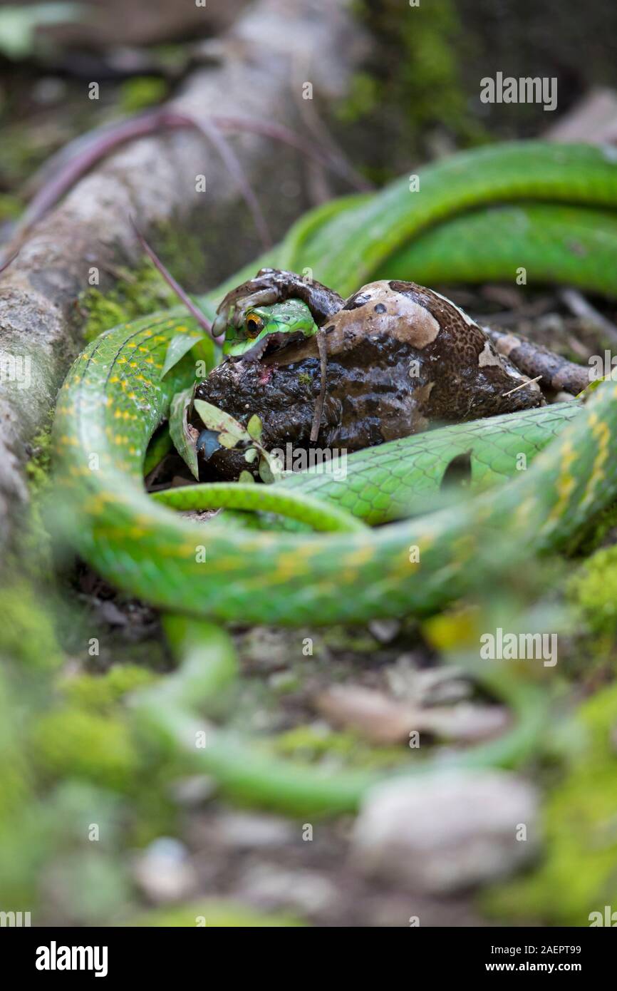 A Green Parrot Snake (Leptophis ahaetulla) is gulping a Veined Treefrog (Trachycephalus venulosus) Stock Photo