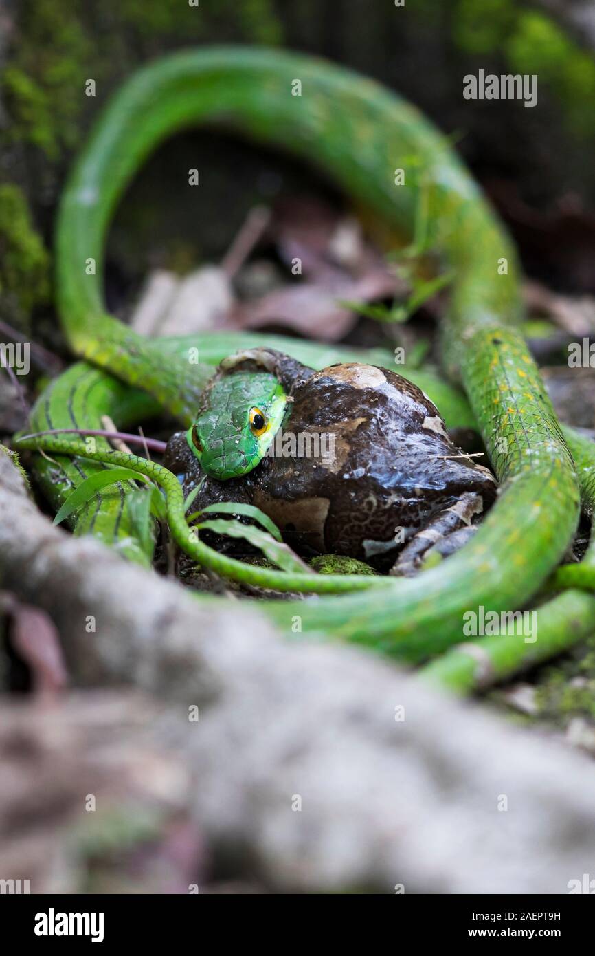 A Green Parrot Snake (Leptophis ahaetulla) is gulping a Veined Treefrog (Trachycephalus venulosus) Stock Photo