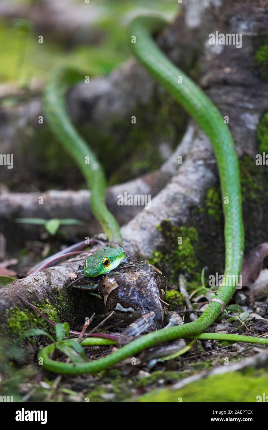 Parrot Snake Leptophis Ahaetulla High Resolution Stock Photography and ...