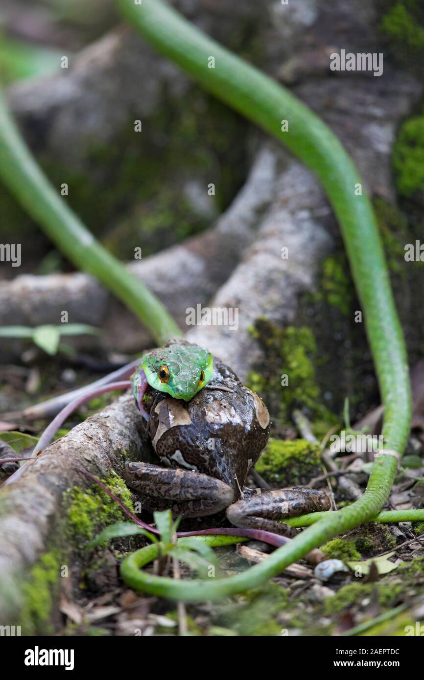 Parrot Snake Leptophis Ahaetulla High Resolution Stock Photography and ...