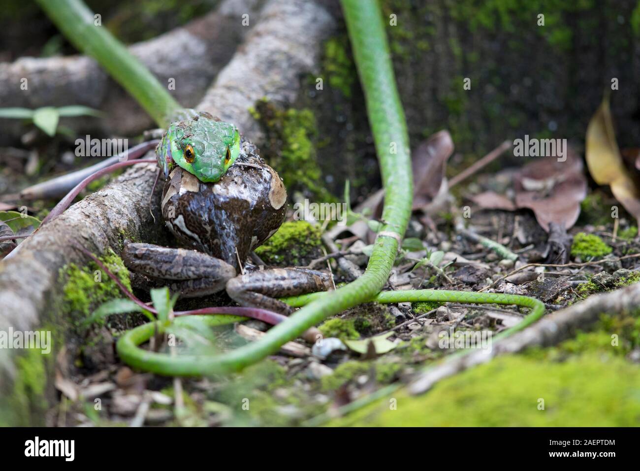 Parrot Snake Leptophis Ahaetulla High Resolution Stock Photography and ...