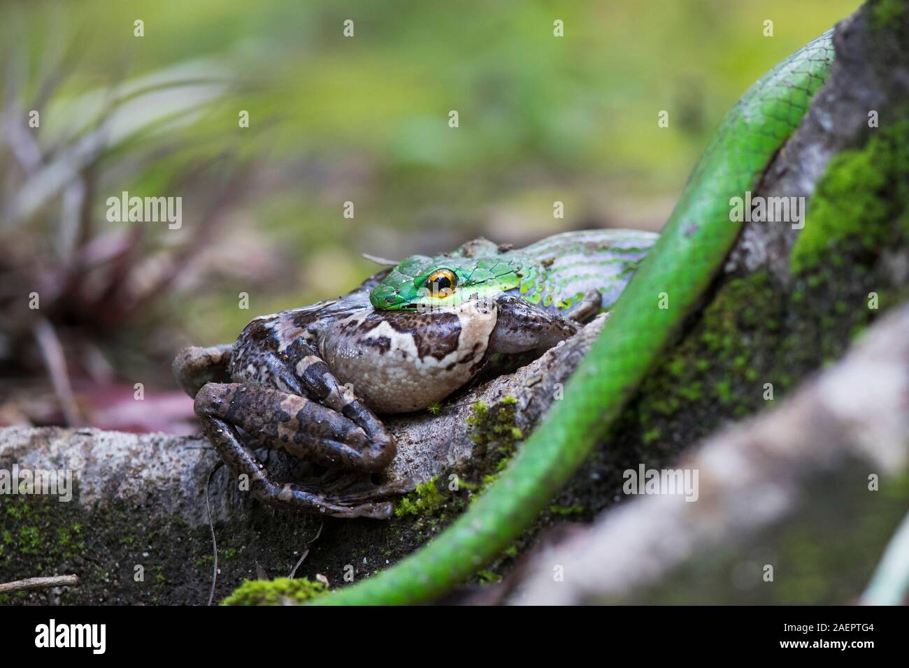 Parrot snake leptophis ahaetulla hi-res stock photography and images ...