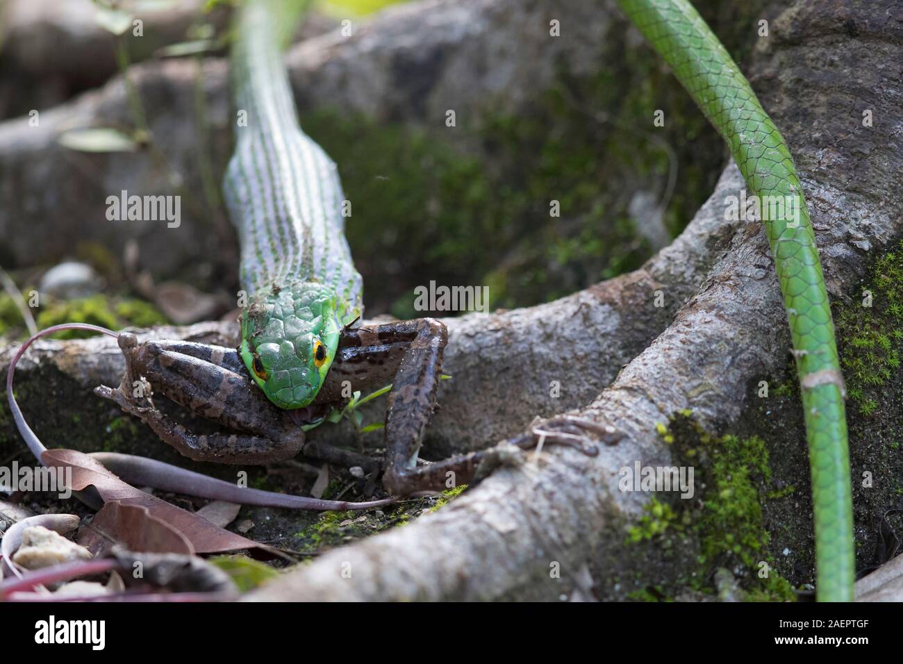 Parrot snake leptophis ahaetulla hi-res stock photography and images ...