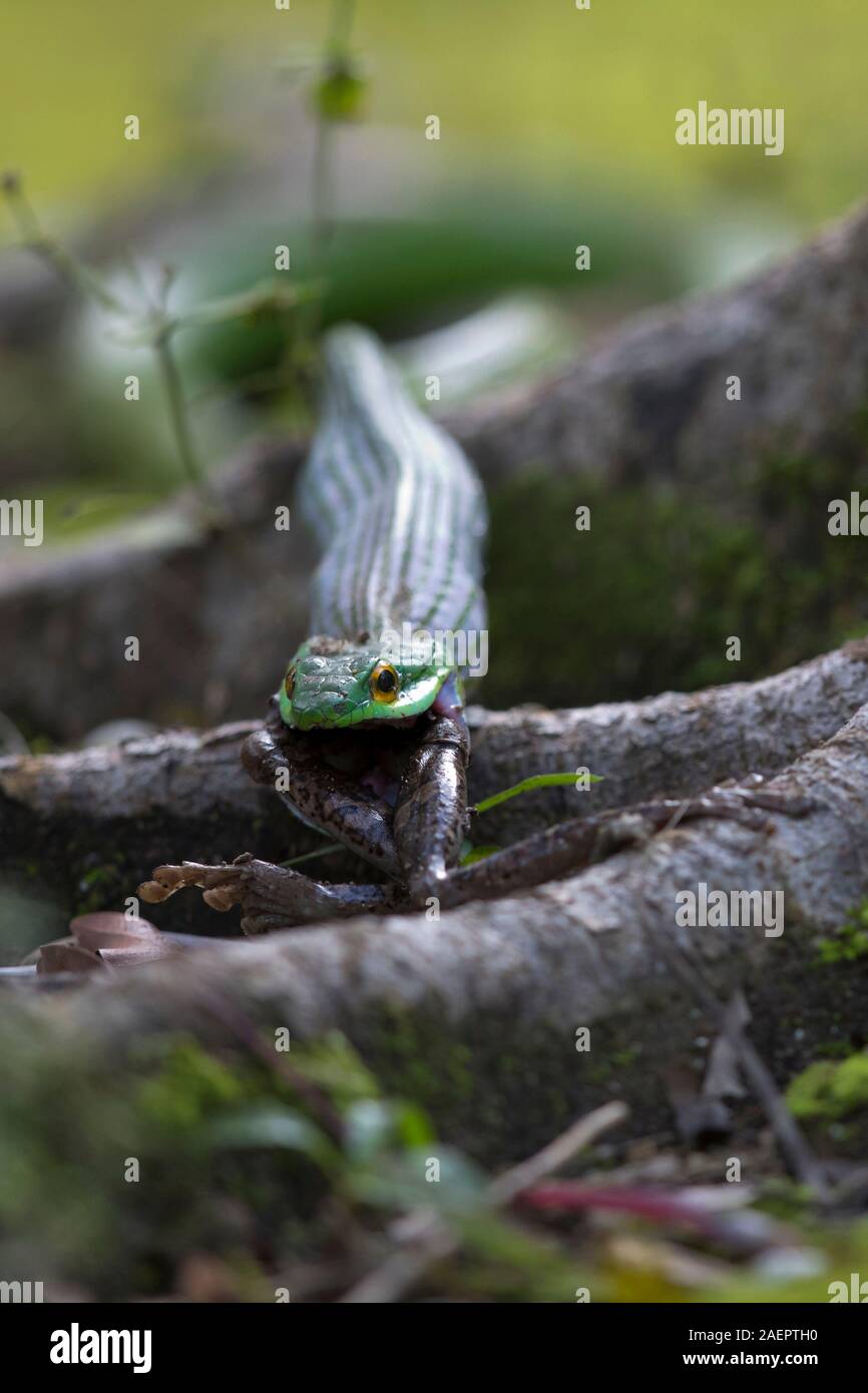 Parrot Snake Leptophis Ahaetulla High Resolution Stock Photography and ...