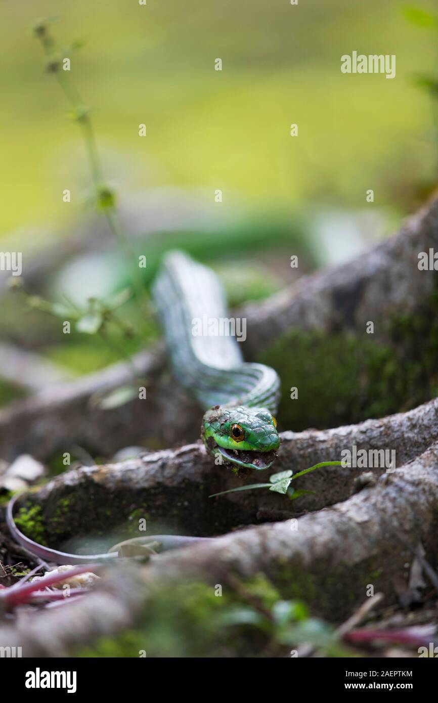 Parrot Snake Leptophis Ahaetulla High Resolution Stock Photography and ...