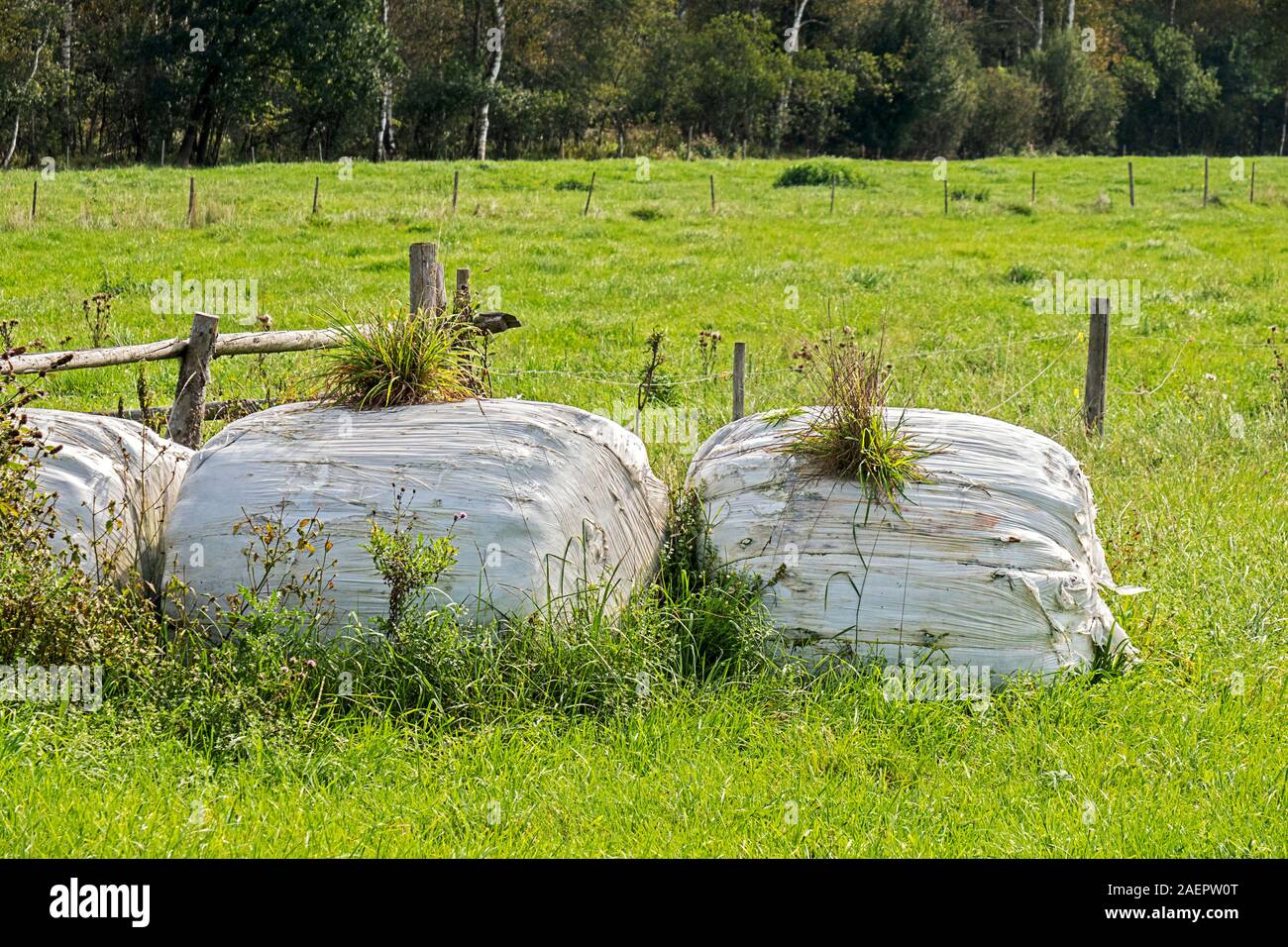 Hay packed in plastic wrap for silage, already perforated and covered with grass Stock Photo Alamy