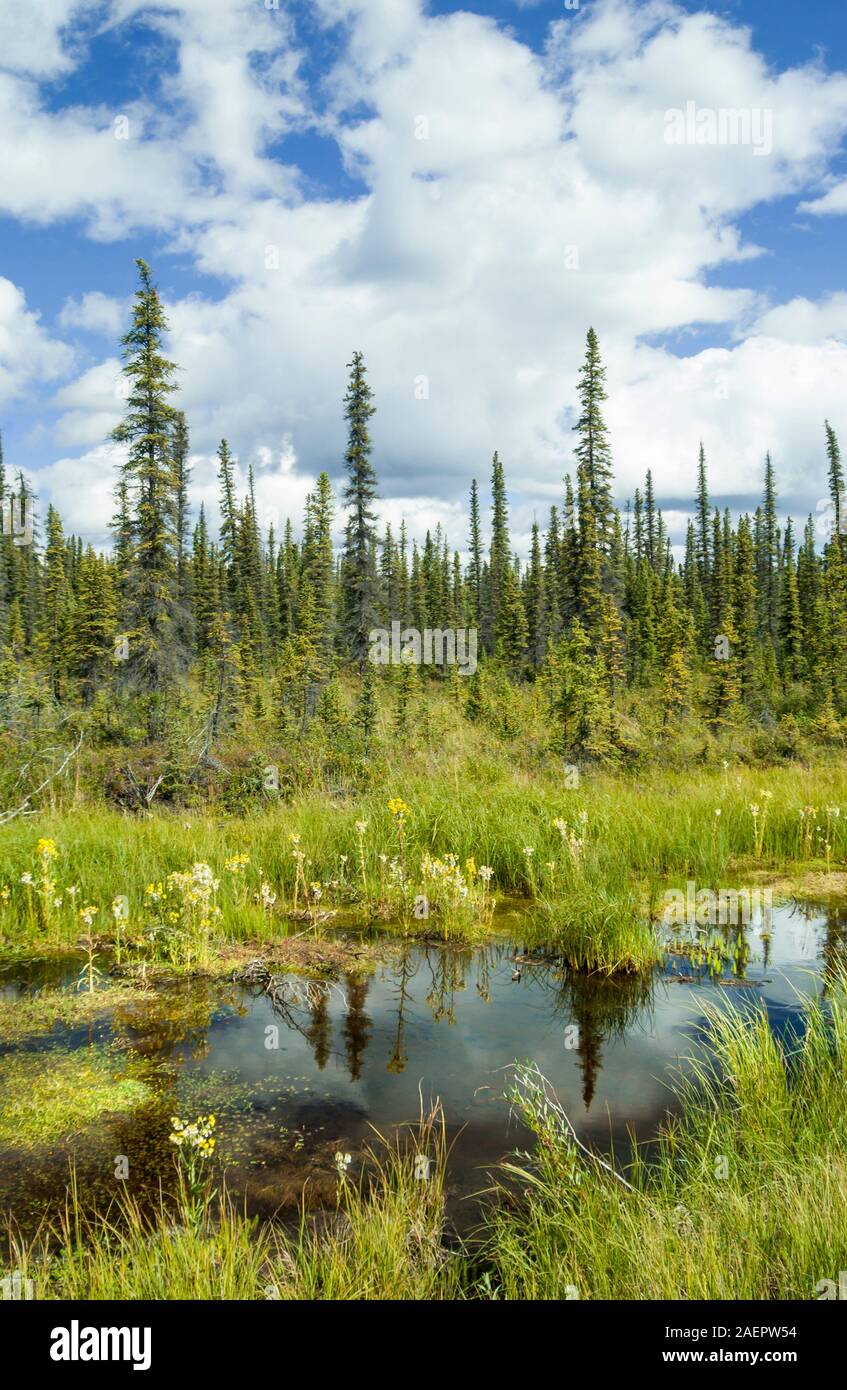 Scenic wetlands along the Glenn Highway, Alaska, USA. Stock Photo
