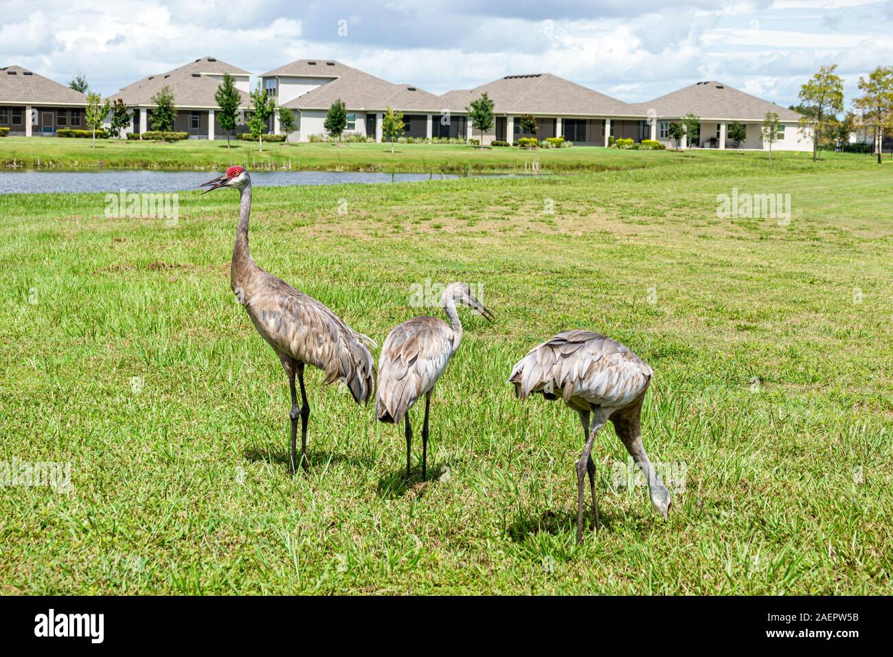 St. Saint Cloud Florida,Harmony,planned community,housing,single family homes,sandhill crane,Antigone canadensis,migratory bird,FL190920084 Stock Photo
