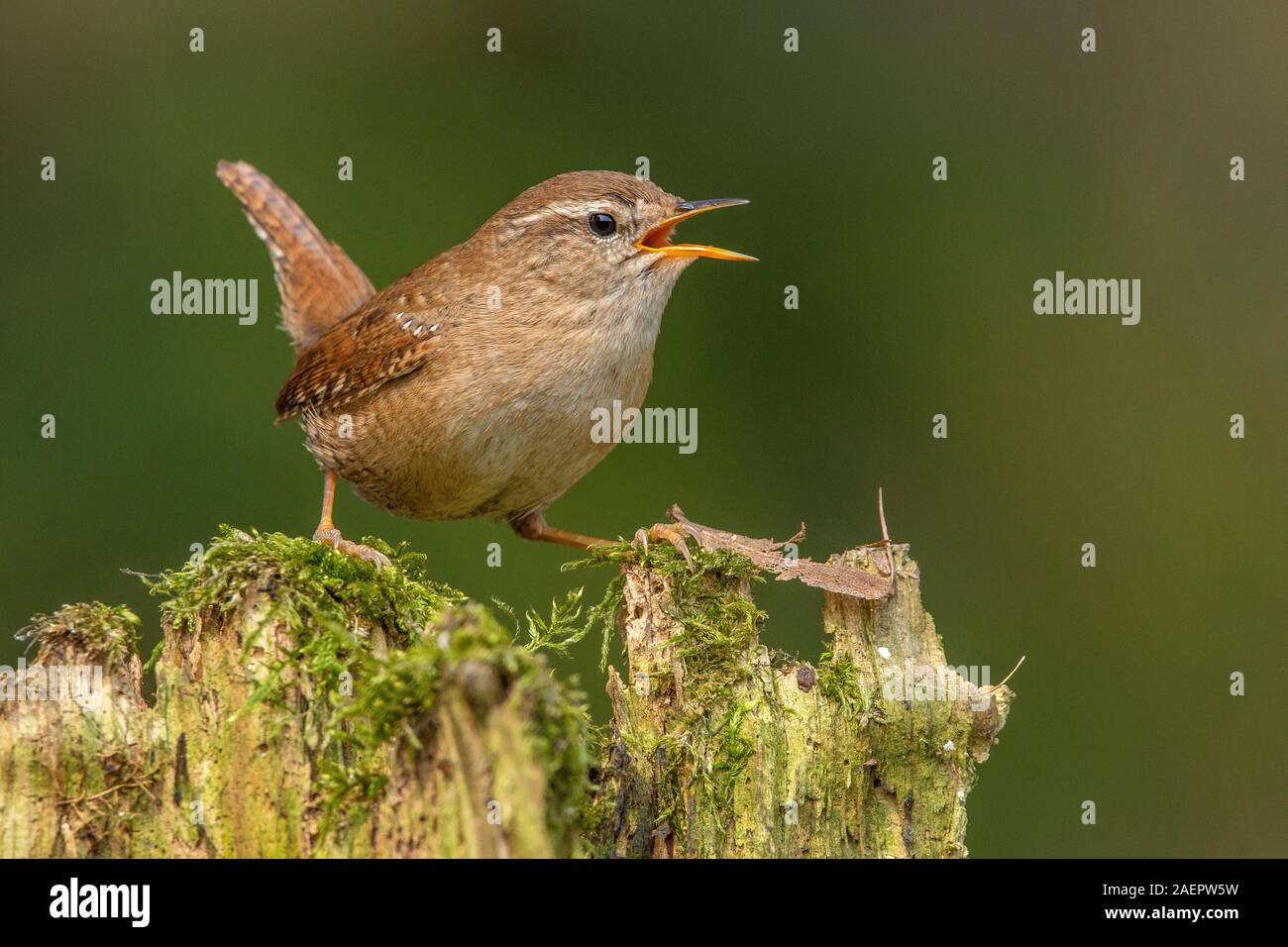 Zaunkönig (Troglodytes troglodytes) Northern Wren • Baden-Württemberg, Deutschland Stock Photo