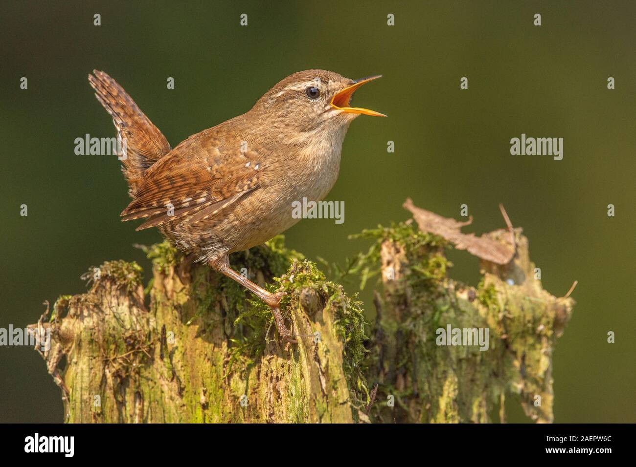 Zaunkönig (Troglodytes troglodytes) Northern Wren • Baden-Württemberg, Deutschland Stock Photo