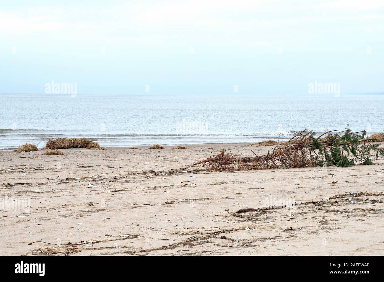 uprooted pine tree and debris on Lake Michigan beach Stock Photo