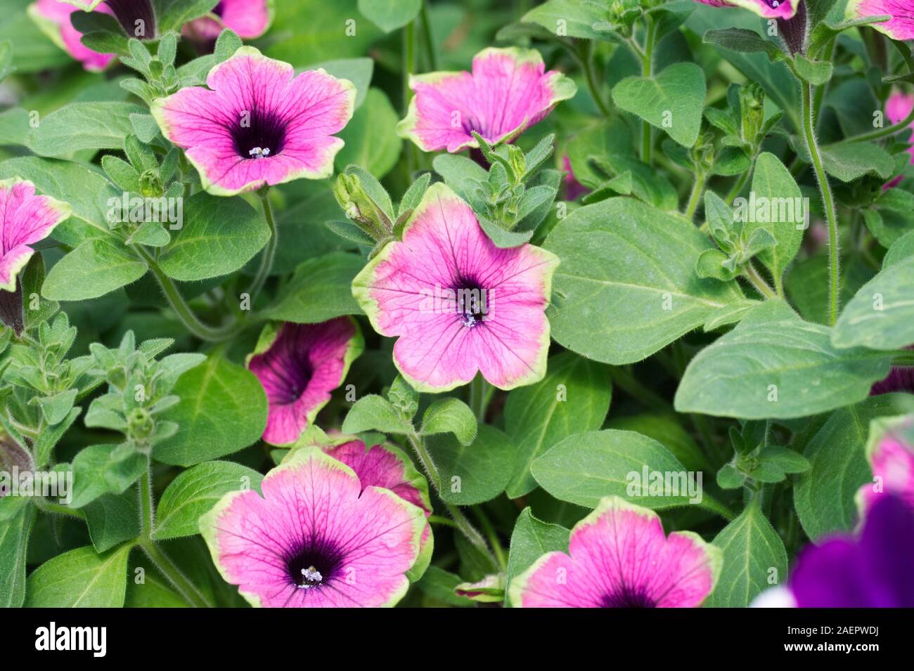 Petunia Designer Buzz Purple flowers Stock Photo - Alamy