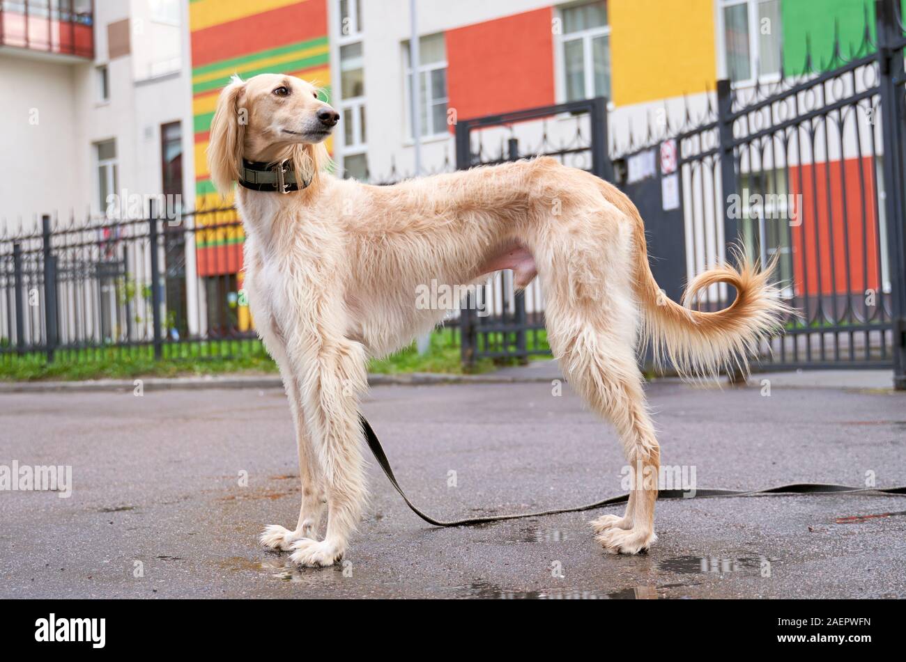 Greyhound Dog Head Stock Photos Greyhound Dog Head Stock Images