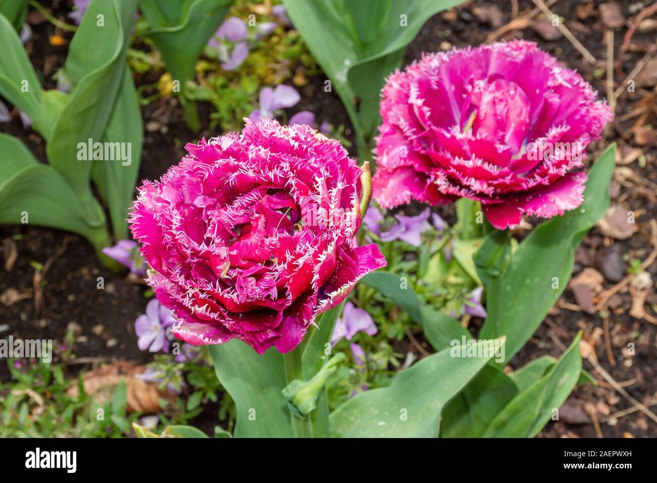 Firma Dehner High Resolution Stock Photography and Images - Alamy