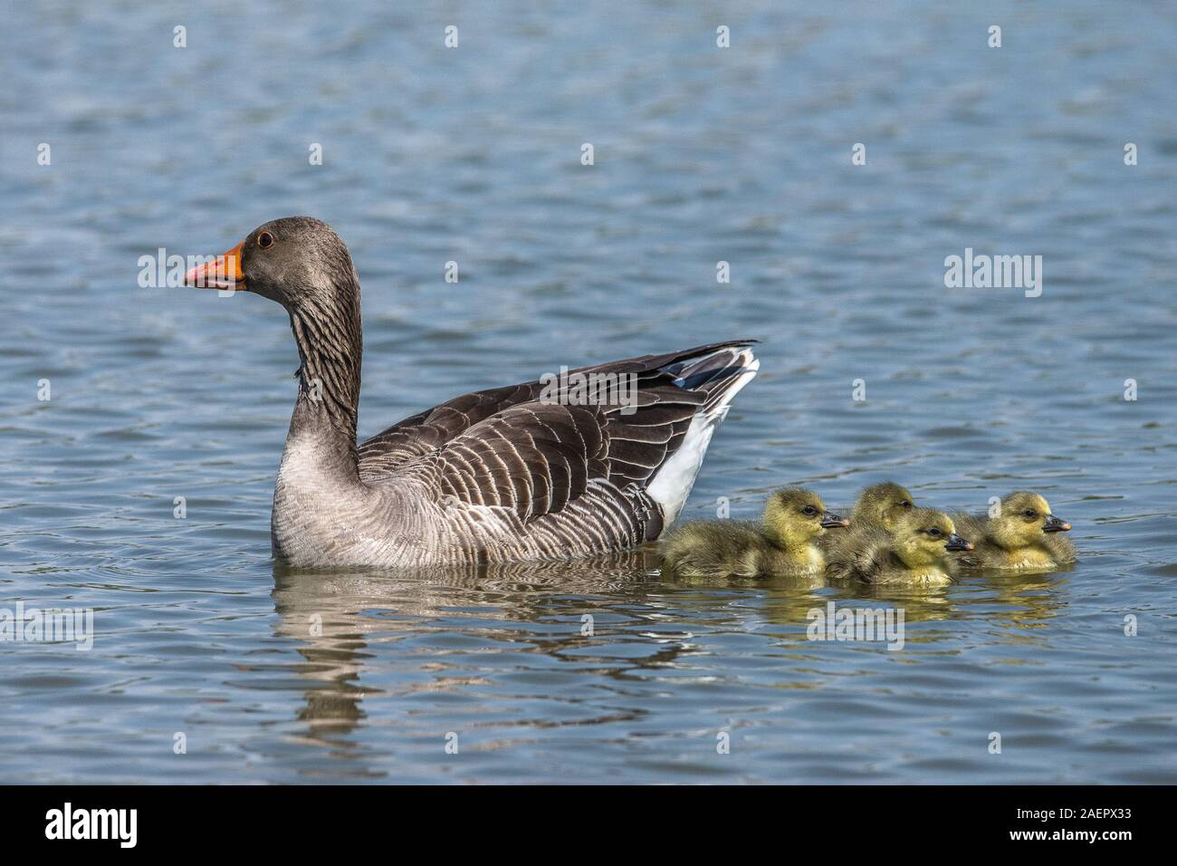 Graugans mit Küken (Anser anser) Greylag Goose withe Chicks • Baden-Württemberg; Deutschland Stock Photo