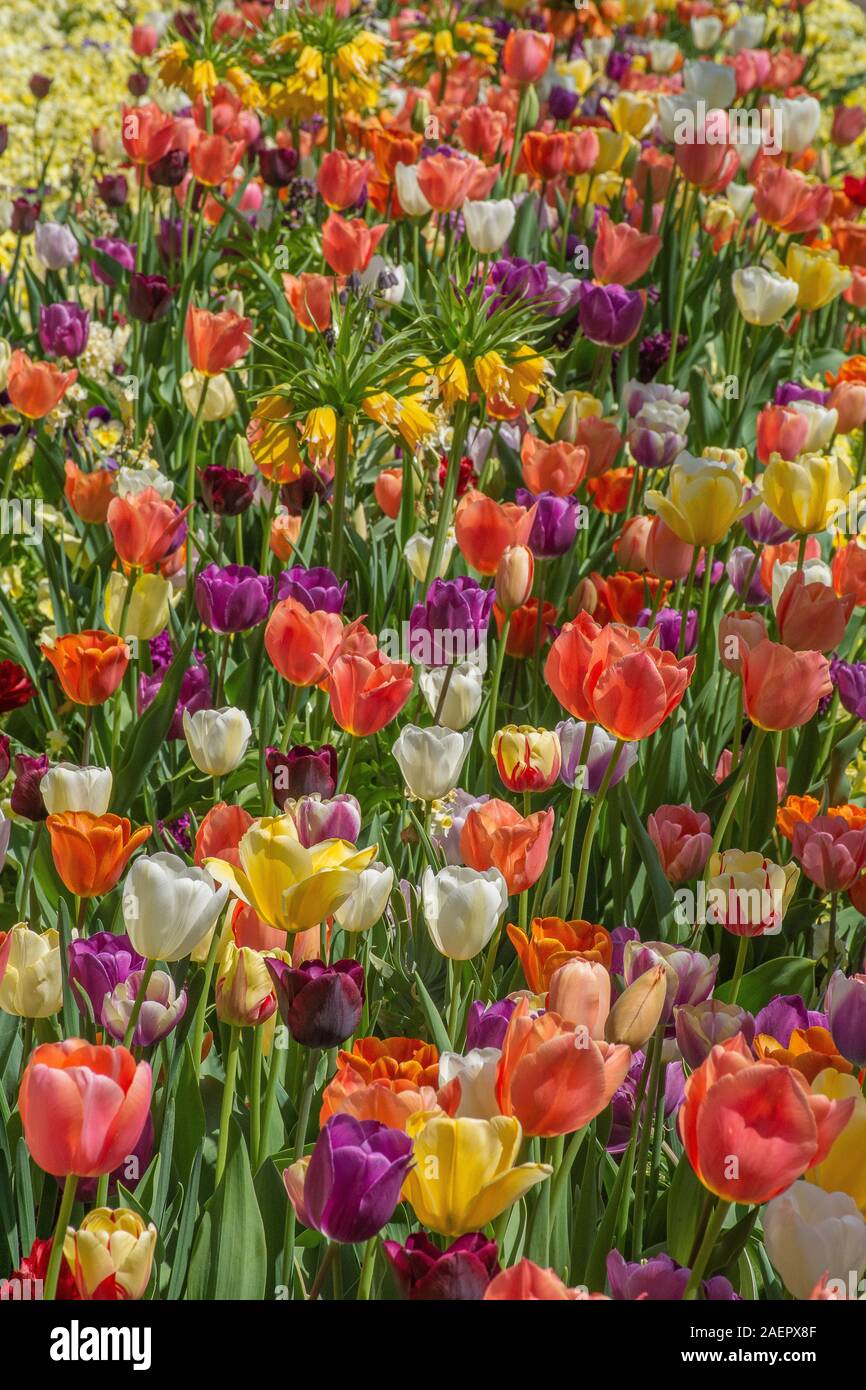 34+ Blumen In Schwaben, Die beliebteste gärtnerei in ganz schwaben.