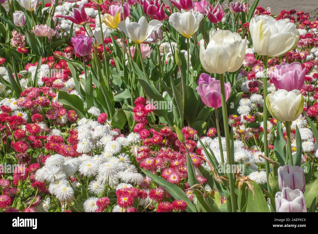 Blumen im Blumenpark • Ldkr.DonauRies, Schwaben, Bayern, Deutschland