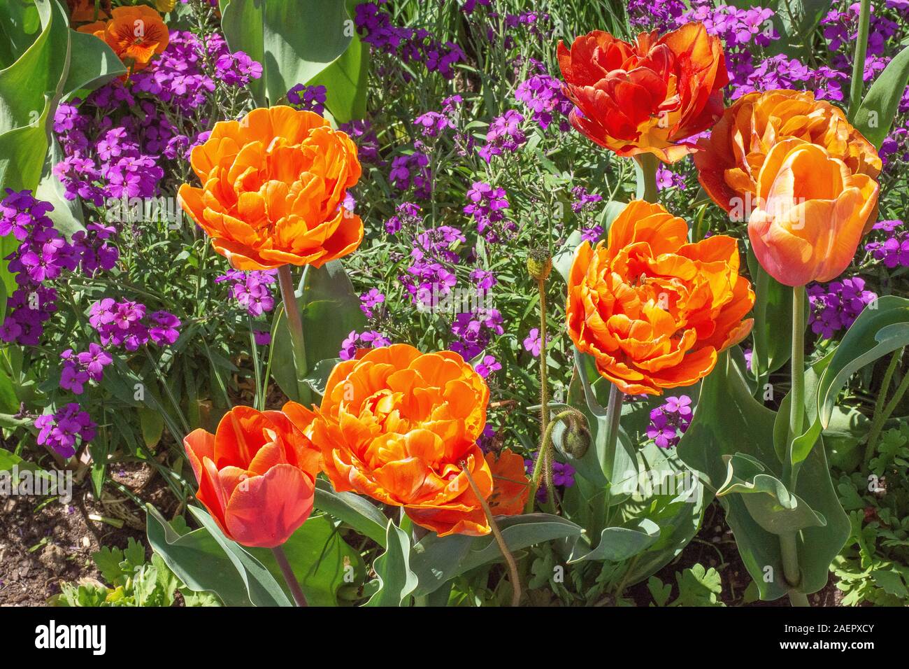 Blumen im Blumenpark • Ldkr.DonauRies, Schwaben, Bayern, Deutschland