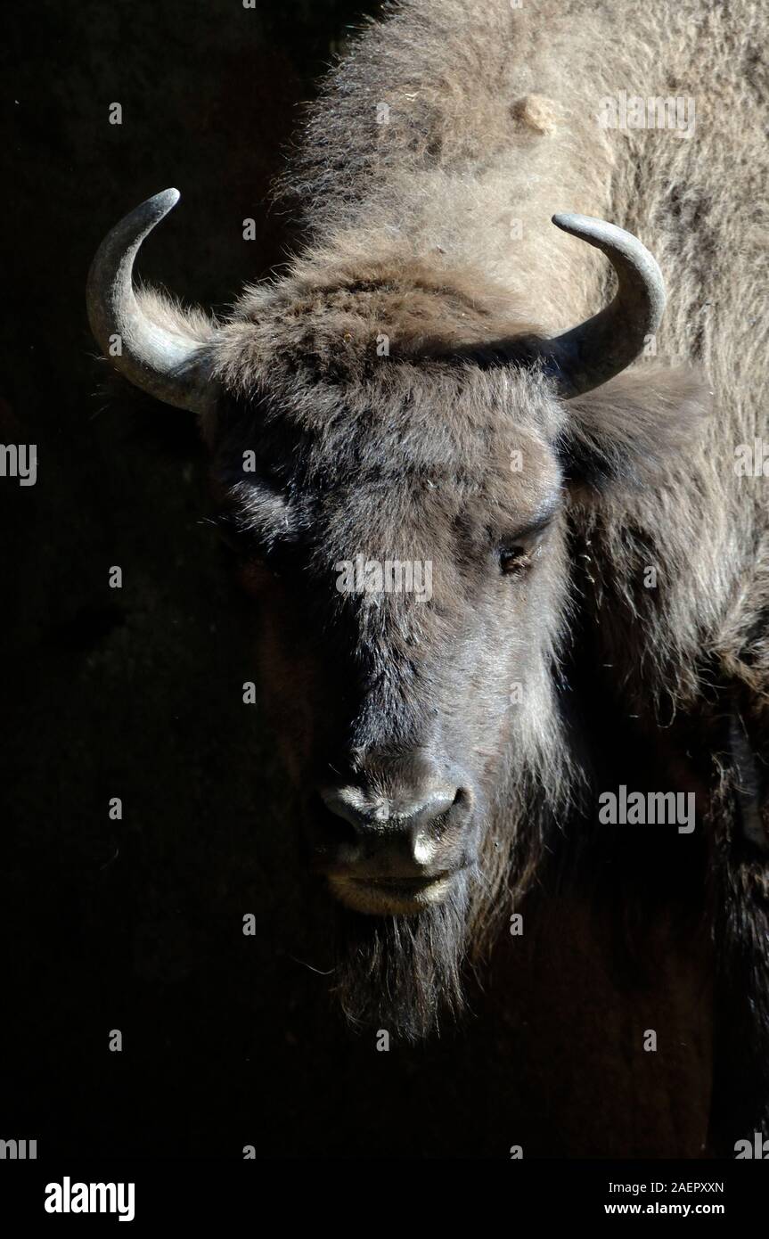 Portrait of European Bison, Bison bonasus, aka Wisent, Zubr or European Wood Bison Stock Photo