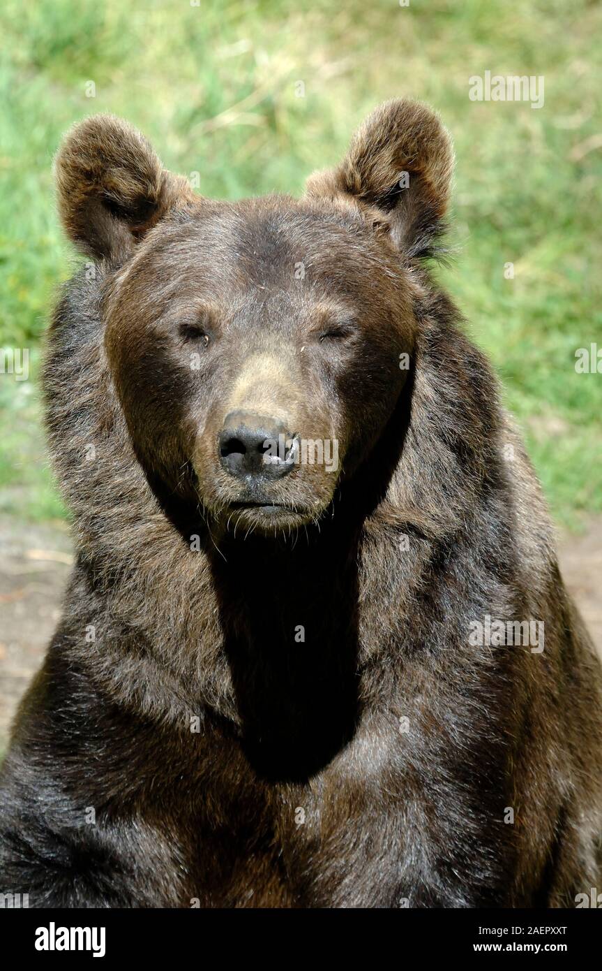 Portrait of Adult Male Eurasian Brown Bear, Ursus arctos arctos, aka European Brown Bear, Common Brown Bear, or Common Bear Stock Photo
