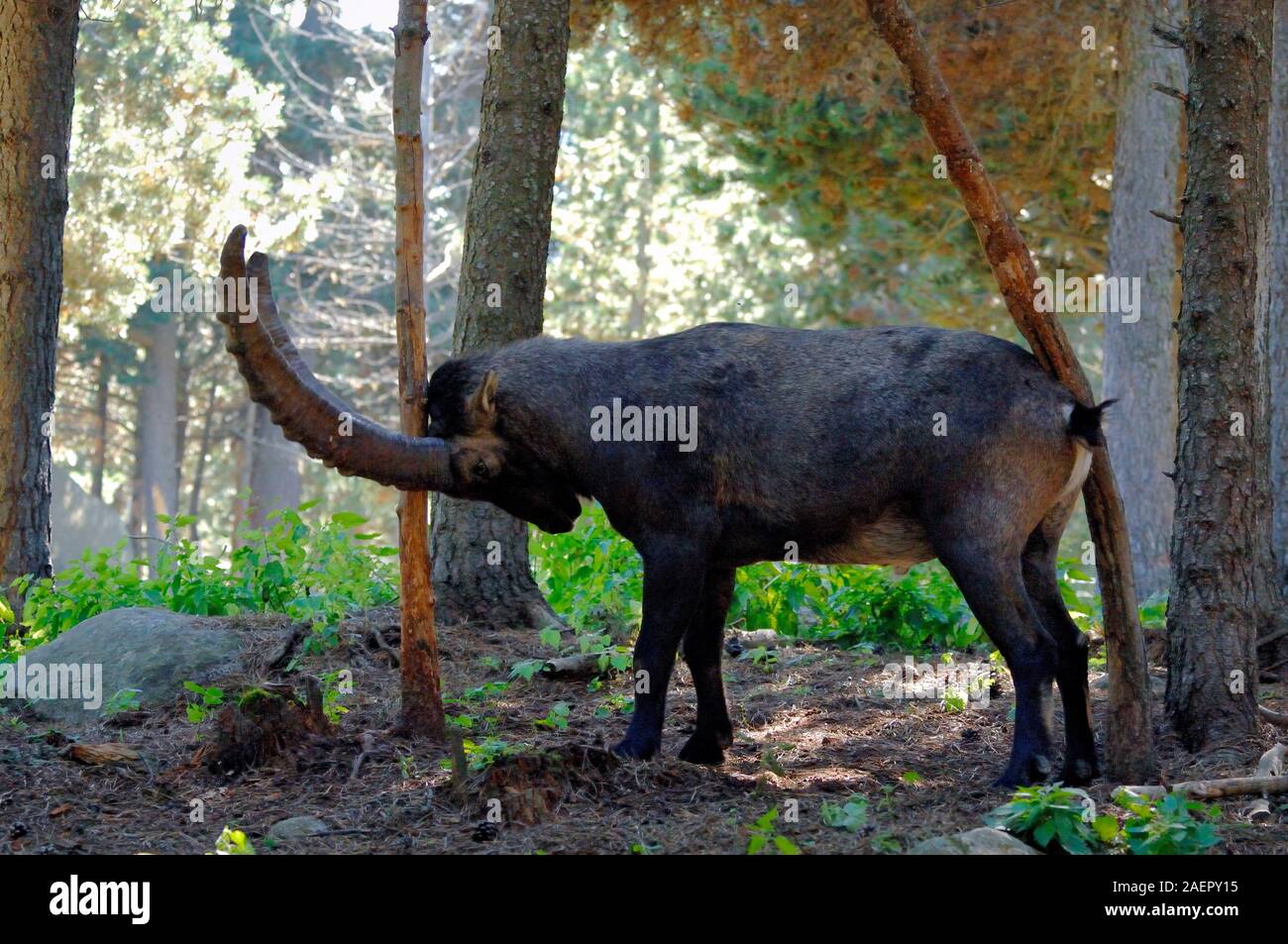 Male Iberian Ibex, Capra pyrenaica, Rutting, aka Spanish Ibex, Spanish Wild Goat, Iberian Wild Goat Pyrenees France Stock Photo