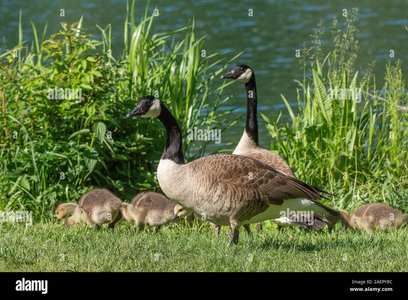 Canada goose discount deutschland