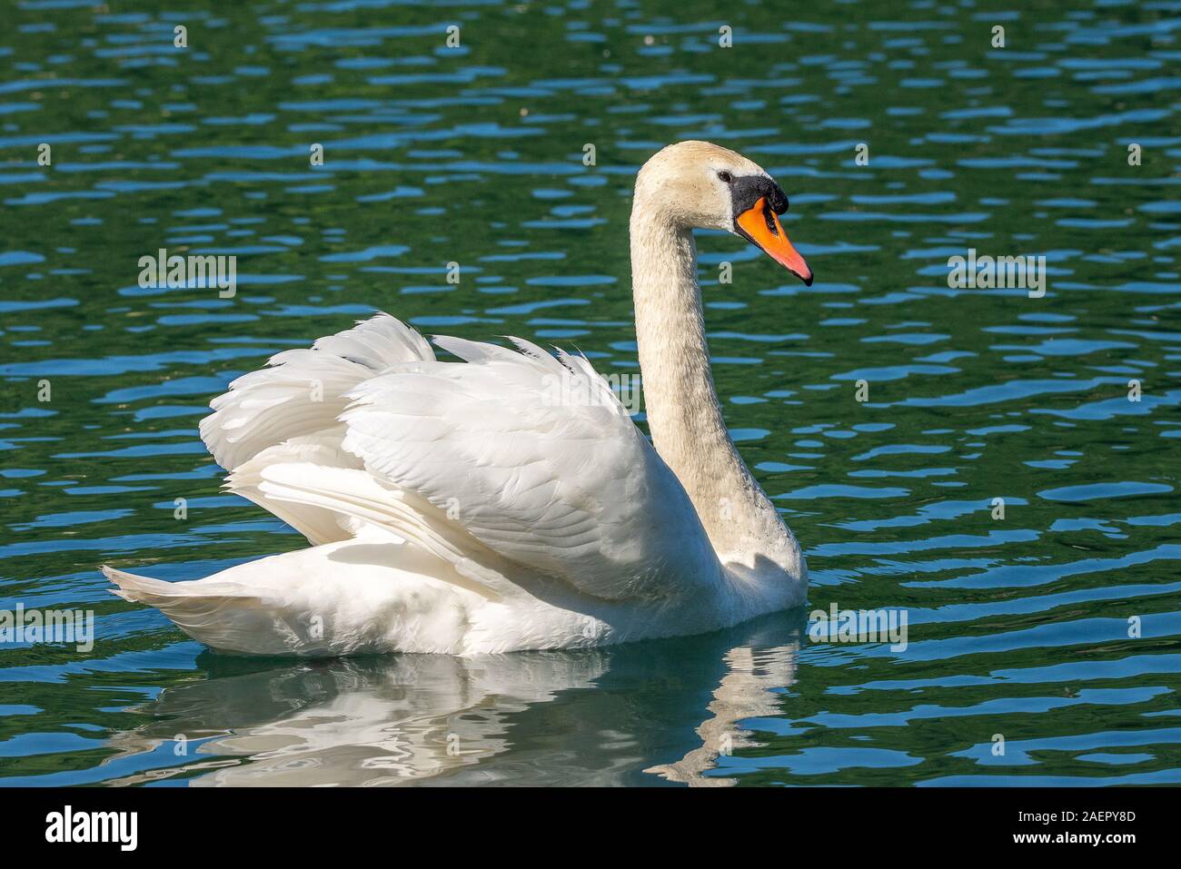 Höckerschwan ( Cygnus olor ) Mute Swan • Baden-Württemberg, Deutschland Stock Photo