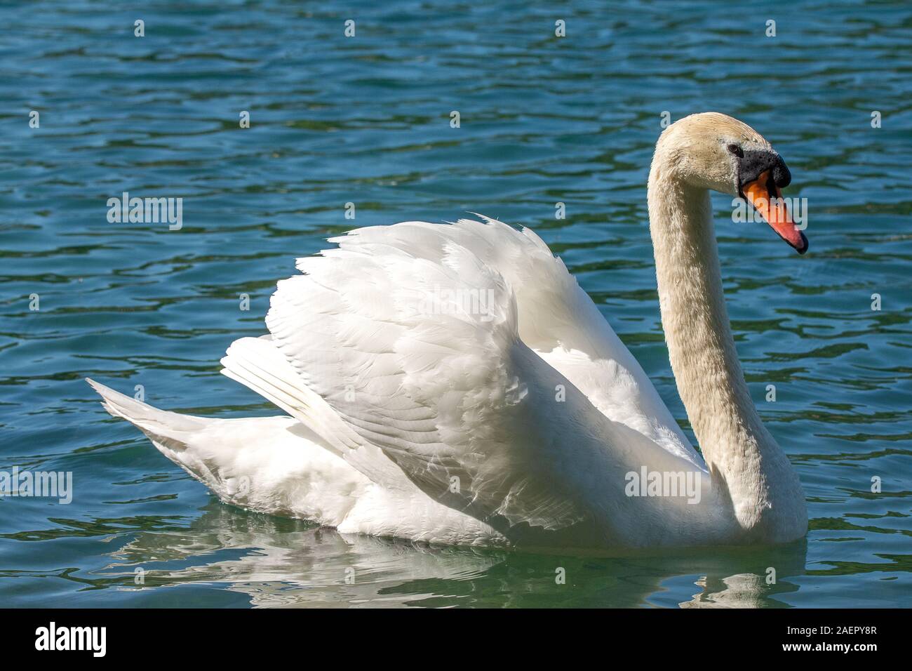 Höckerschwan ( Cygnus olor ) Mute Swan • Baden-Württemberg, Deutschland Stock Photo