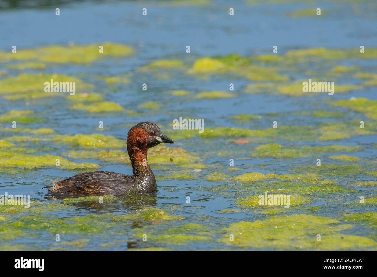 Zwergtaucher (Tachybaptus ruficollis) Littel Grebe • Bayern, Deutschland Stock Photo