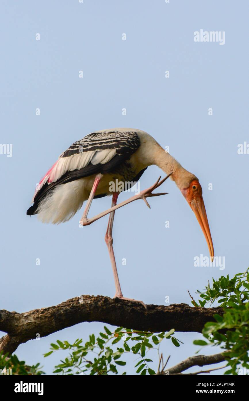 Painted Stork at Kokkarebellur Karnataka India Stock Photo