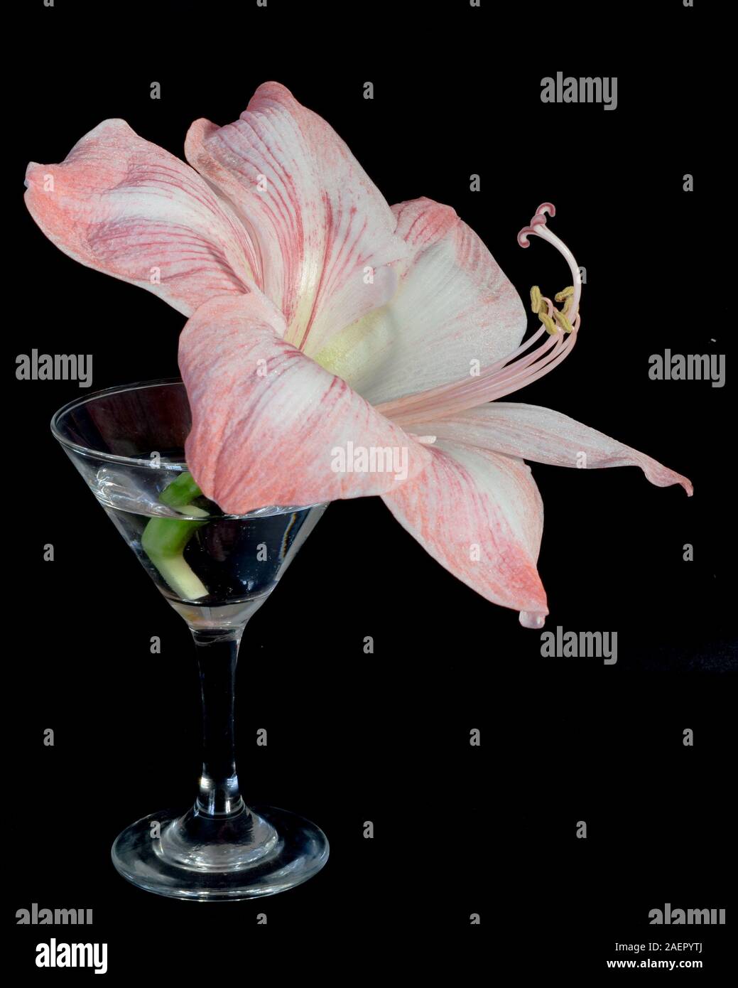 Pink and white amaryllis in clear cocktail glass against a black background Stock Photo