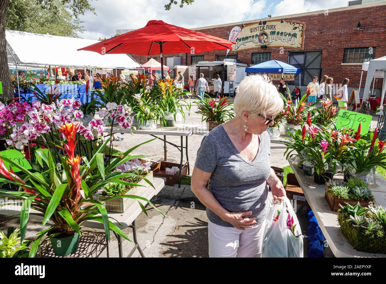Orlando Winter Park Florida,Downtown,historic district,Farmers' Market,weekly Saturday outdoor,vendor,house plants,bromeliads,orchids,woman,shopping,d Stock Photo