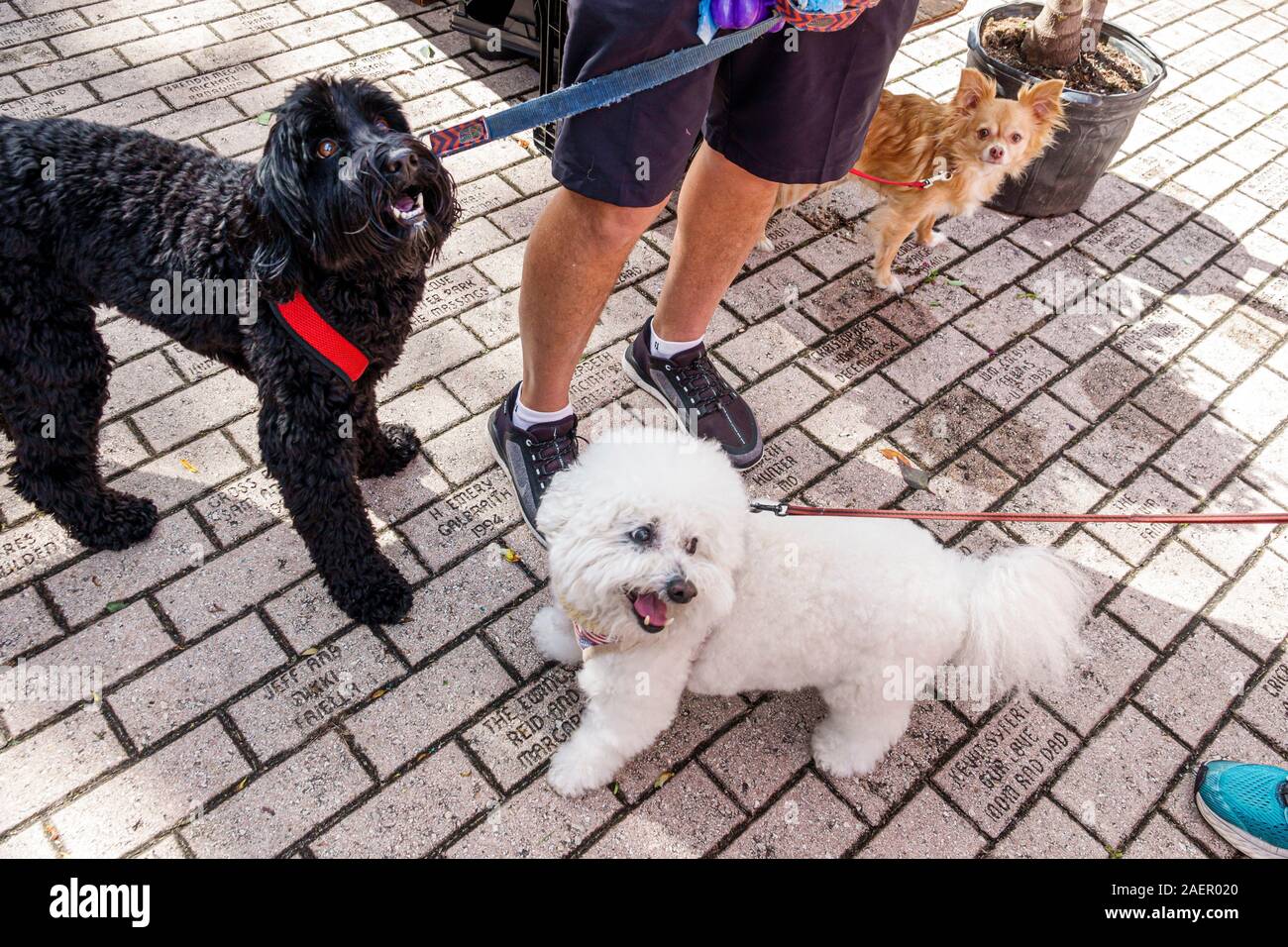 Orlando Winter Park Florida,Downtown,historic district,Farmers' Market,weekly Saturday outdoor,dogs,pets,socialized,leash,visitors travel traveling to Stock Photo