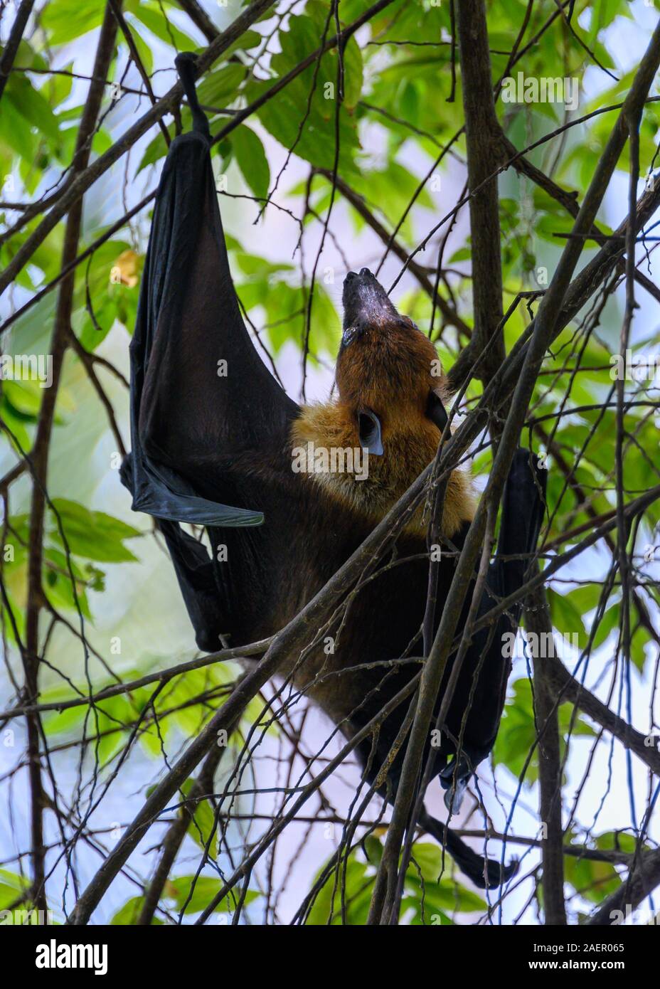 Bat bats flying hi-res stock photography and images - Alamy