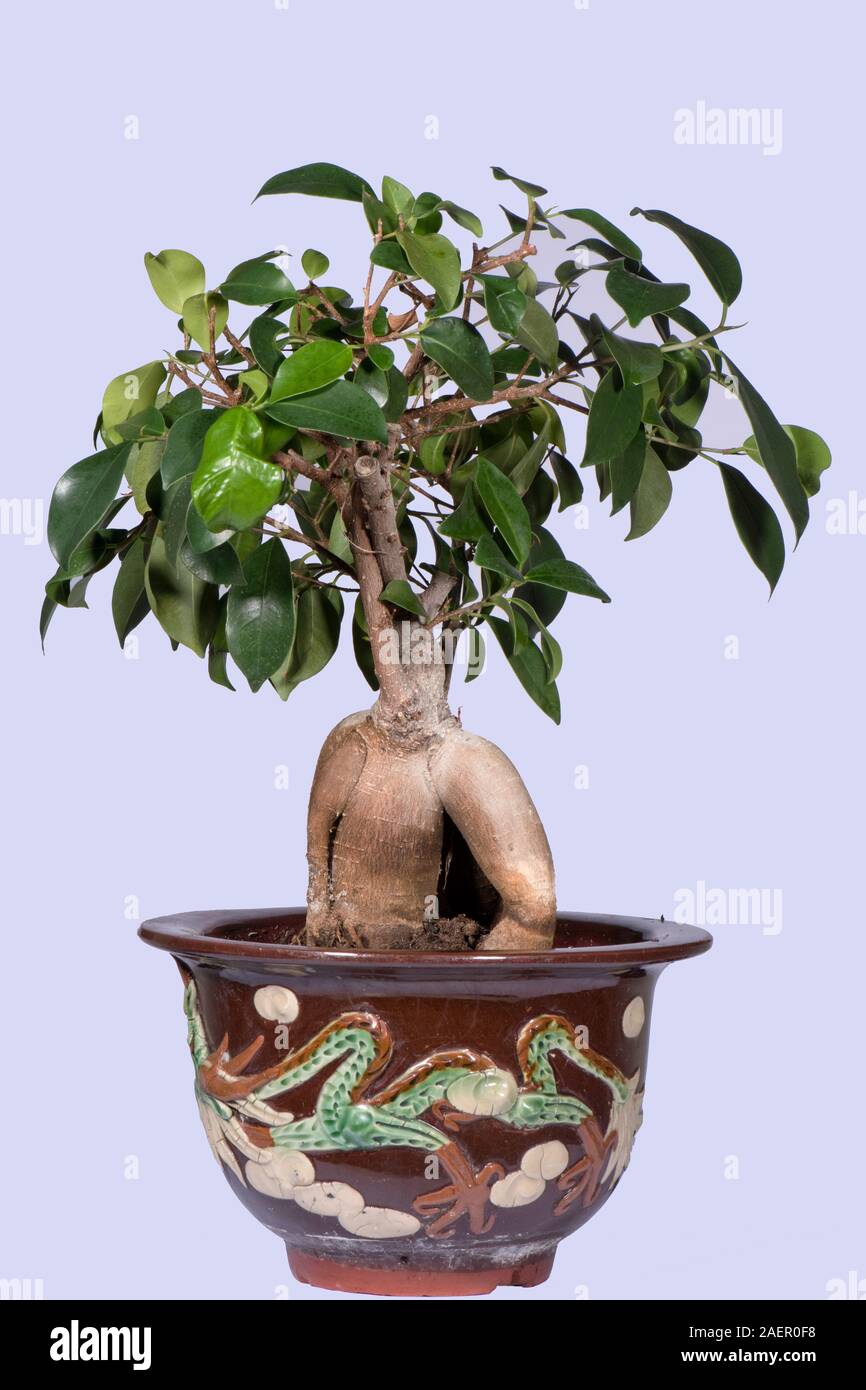 Bosai Ficus microcarpa'Ginseng' or ginseng fig house plant with restricted growth and bulbous trunk shaped like a ginseng root Stock Photo