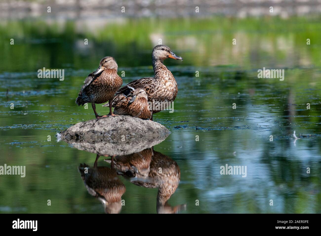 Female Mallard ducks resting on the shores of a river Stock Photo