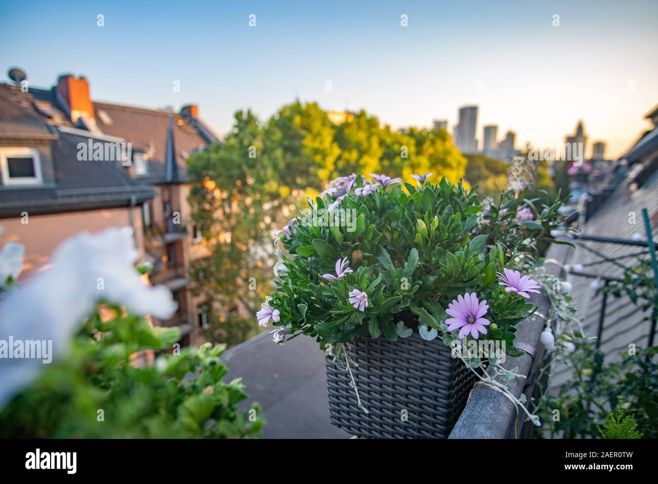 Wonderful flowers on balcony with Frankfurter Skyline Stock Photo Alamy