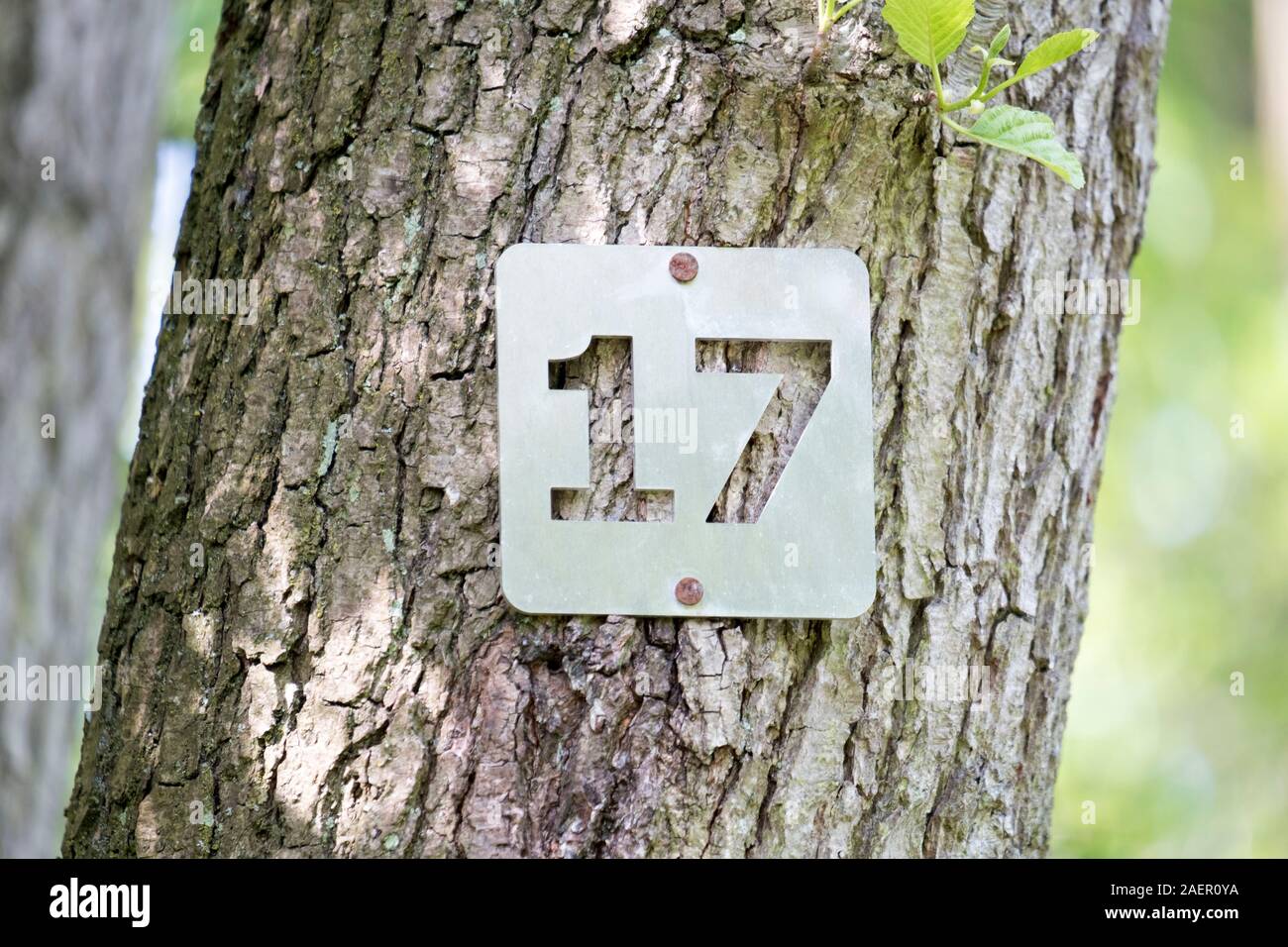 The number 17 nailed to a tree at Gobions Wood lake. Stock Photo