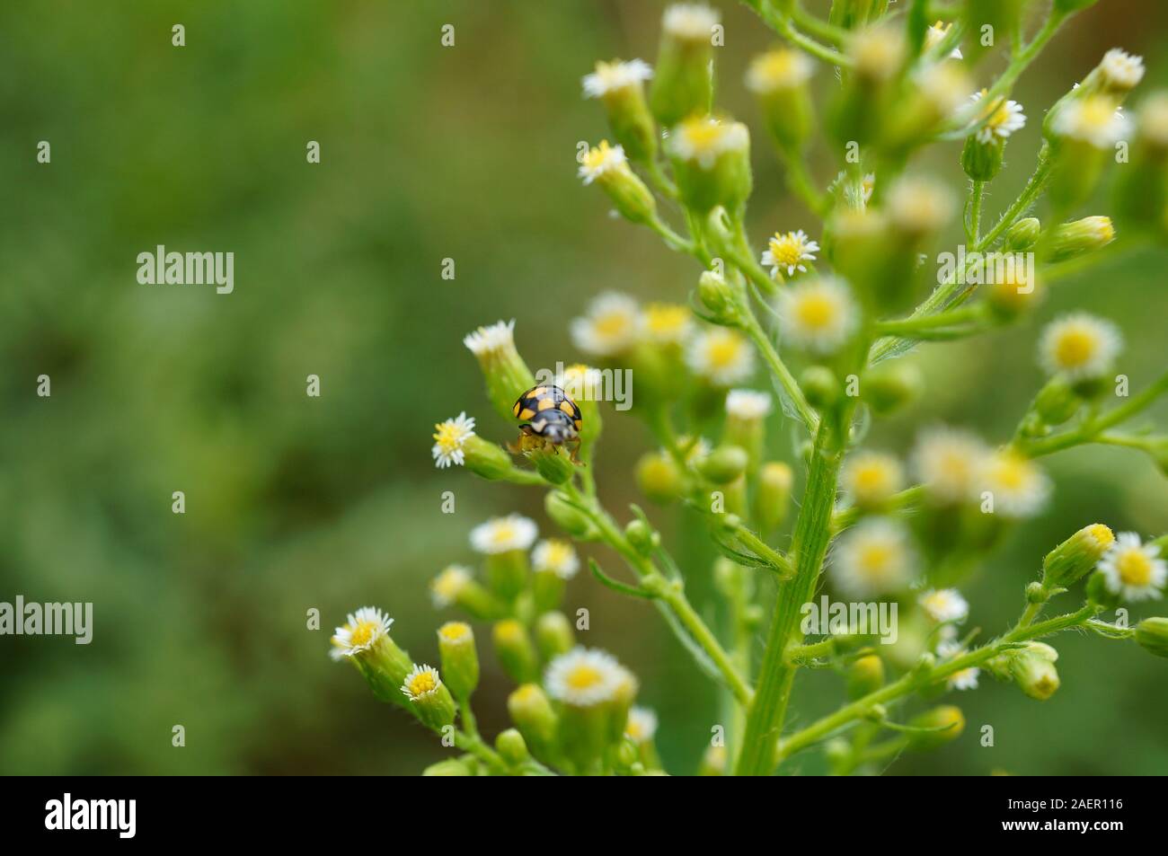 Photos of beautiful wild flowers. The flowering of spring. Stock Photo